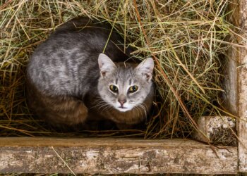 Кошку достали из стены после четырех дней заточения