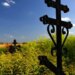 Как сейчас выглядит нижегородское кладбище, где орудовал некрополист Москвин