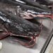 Российские рыбаки поймали тунца-гиганта стоимостью $2 млн